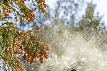 外壁塗装に花粉や黄砂は影響する？春に塗装する際の注意点を徹底解説